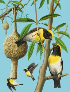 Vögel, die weben