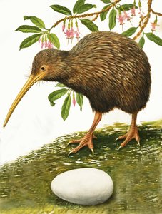 Der Kiwi