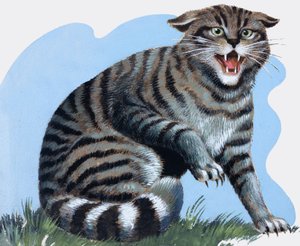 Wildkatze, aus 