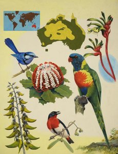 Tierwelt Australiens