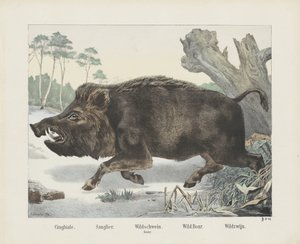 Wildschwein von R. Schulz