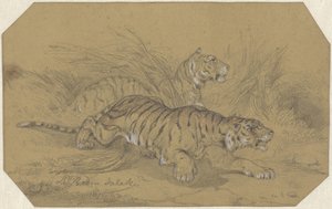 Zwei Tiger schleichen durch das Gras