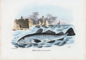 Atlantischer Kabeljau, 1863-79 von Raimundo Petraroja
