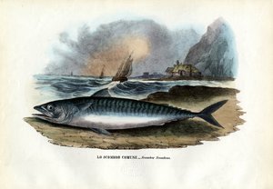 Atlantischer Makrele, 1863-79 von Raimundo Petraroja