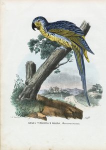 Blau-Gelber Ara, 1863-79