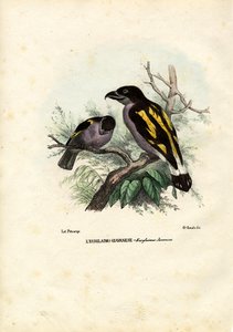 Breitschnäbel, 1863-79 von Raimundo Petraroja