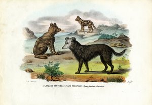 Hunde
