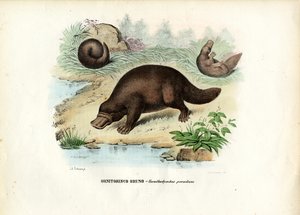 Schnabeltier, 1863-79