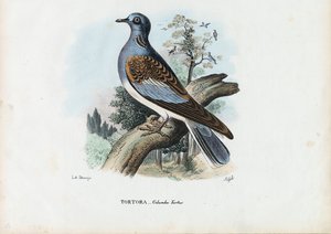 Europäische Turteltaube, 1863-79