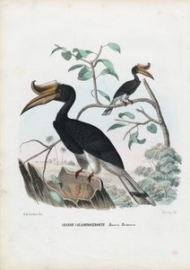 Großer Nashornvogel, 1863-79