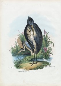 Graureiher, 1863-79 von Raimundo Petraroja
