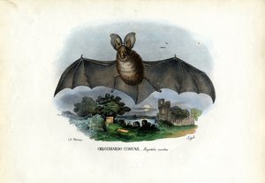 Graues Langohr, 1863-79 von Raimundo Petraroja