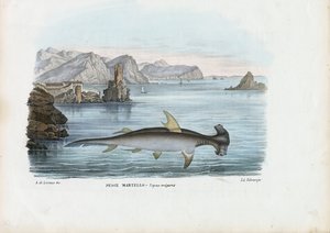 Hammerhai, 1863-79 von Raimundo Petraroja