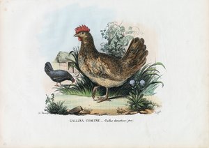 Henne, 1863-79