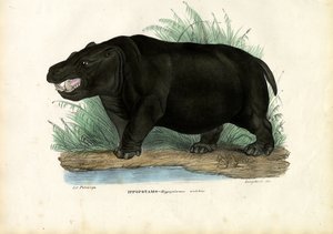 Nilpferd, 1863-79