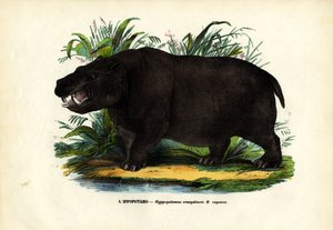 Nilpferd, 1863-79