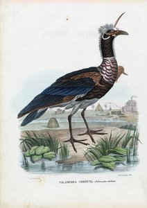 Hornschreier, 1863-79