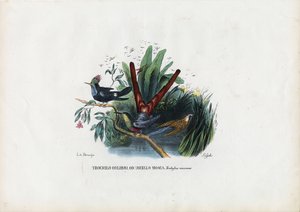 Kolibris, 1863-79 von Raimundo Petraroja
