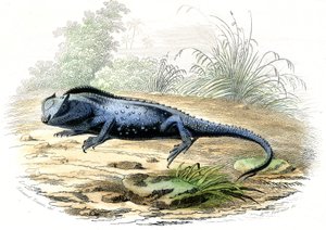 La head fourchue (Lyriocephalus margaritaceus) - Tafel aus Histoire Naturelle von Bernard Germain de Lacepede, Ausgabe P.Furme, Paris