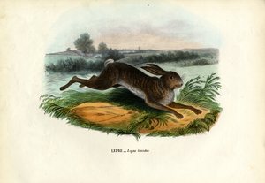Schneehase, 1863-79