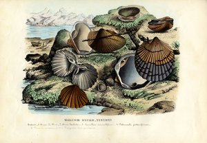 Muscheln, 1863-79