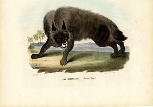 Gestreifte Hyäne, 1863-79
