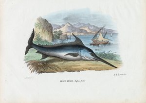 Schwertfisch, 1863-79 von Raimundo Petraroja