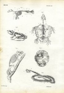 Schildkröte, 1863-79