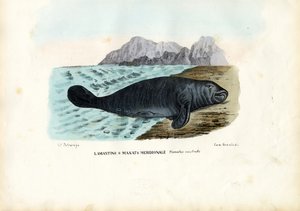 Westindische Seekuh, 1863-79