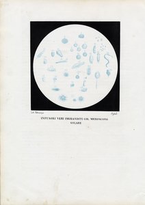 Rädertierchen, 1863-79 von Raimundo Petraroja