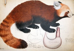 Hodgson Manuskripte Roter Panda, 1831-47