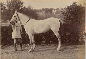Captain Bailwards Pferd, Jhansi (verso, rechts) von Raja Deen Dayal