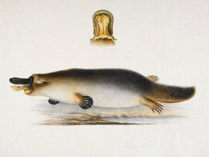 Ein Schnabeltier an einem Teich, mit einer Detailansicht seines Schnabels von Ram Sita