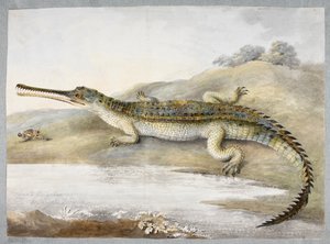 Ein Gharial oder Ganges-Krokodil von Angesicht zu Angesicht mit einer Heuschrecke, ca. 1820 von Ram Sita