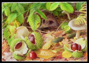 Auf dem Waldboden im Oktober