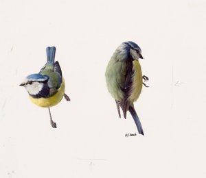 Zwei Studien einer Blaumeise