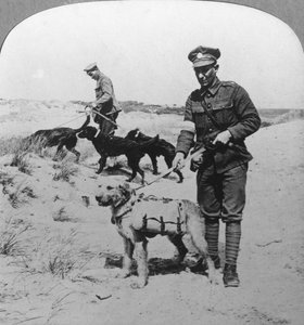 Erste-Hilfe-Hunde, Erster Weltkrieg, ca. 1914-1918 von Realistic Travels Publishers