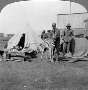 Südafrikanische Kanoniere mit ihrem Zebra-Haustier, Ostafrika, Erster Weltkrieg, 1914-1918 von Realistic Travels Publishers