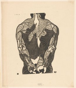 Anatomische Studie der Rückenmuskeln eines Mannes