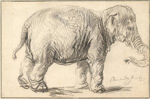 Ein Elefant, 1637 von Rembrandt van Rijn