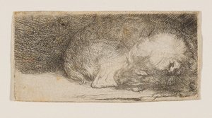 Schlafender Welpe von Rembrandt van Rijn