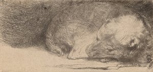 Schlafender Welpe, ca. 1640 von Rembrandt van Rijn