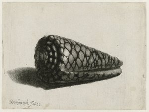 Die Muschel (Conus marmoreus) von Rembrandt van Rijn