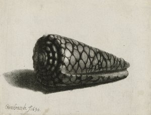 Die Muschel (Conus marmoreus) (1650) von Rembrandt van Rijn