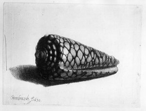 Die Muschel (Conus marmoreus) 1650 von Rembrandt van Rijn