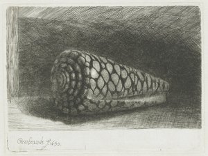 Die Muschel von Rembrandt van Rijn