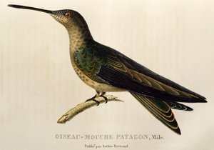 Riesenkolibri (Patagona gigas), Gravur aus Les trochilidees ou les colibris et les oiseaux-mouches