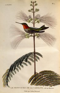 Rubinkehlkolibri, Gravur aus Les trochilidees ou les colibris et les oiseaux-mouches