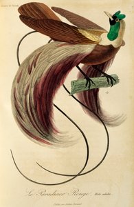 Erwachsener männlicher Roter Paradiesvogel (Paradisaea rubra), Gravur aus Histoire naturelle des oiseaux de paradis et des epimagues
