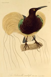 Erwachsenes Männchen des Zwölfdraht-Paradiesvogels, Gravur aus Histoire naturelle des oiseaux de paradis et des epimagues